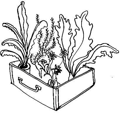 Distansodlaren på Instagram